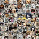 마음을 나누는 동물병원 | 역곡동물병원,아이 질환 원인을 못 찾으신 보호자님께<15년 차 수의사이자, 두 아이 보호자 작성>