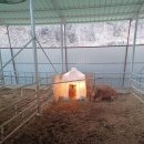 송아지집 이미지