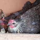 병아리당구장 이미지