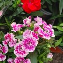 경화시장 이미지