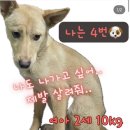 [임보처 급구 ㅠㅠ] 내일이면 내가 이 세상에 없대요.. 나를 기억해주세요!! (밀양보호소 안락사 7마리 🔥D-1 공유 부탁해) 이미지