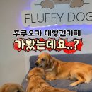 플러피독 이미지