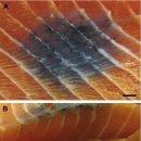 대서양연어의 색소 생산 육아종성 근이양증 이미지