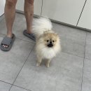 멍멍컷 이미지