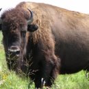 버팔로 이미지