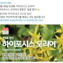 오포시스