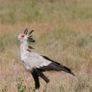 타르보사우루스-1 이미지