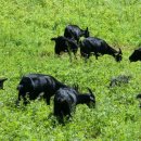 조선흑염소 이미지