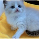 펫365 강아지분양 고양이분양 전주본점 이미지