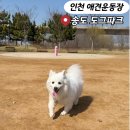도그도그 | 인천 송도 애견운동장 무료 도그파크 예약 후기