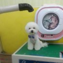 사랑해줄개 애견샵 이미지