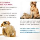 샤이니독 이미지