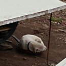 산속골농장 이미지