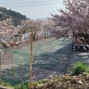 대국