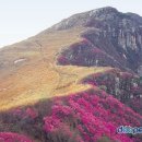 화왕산 Daum카페