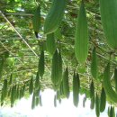 하경 카카오 검색결과