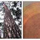 (얼레빗 4469호) 조선시대 소나무는 왜구의 표적이었다 이미지