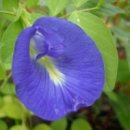 Butterfly pea, 나비 완두, 클리토니아 구합니다 이미지