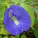 Butterfly pea, 나비 완두, 클리토니아 구합니다 이미지