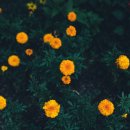 메리골드 이미지