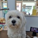 이루다 펫살롱 이미지