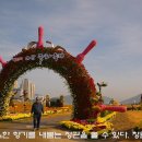 제22회 마산국화축제 이미지