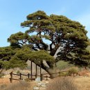 솔고개로 이미지