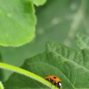 20250606(금) - 해남 밤호박 이미지