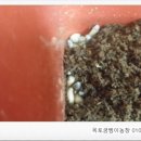 옥토굼벵이농장 네이버블로그