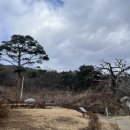 신비의소나무 앞 이미지