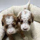 스탠푸켄넬 | 내 삶을 바꾼 레드파티 스탠다드푸들, 그리고 탑켄넬과의 인연