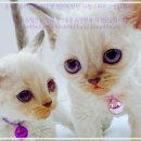 광주고양이분양 제나캣 광주점 | 광주고양이분양 제나캣 덕분에 만난 사랑스러운 고양이 이야기