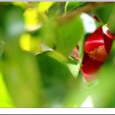 동백아가씨 이미지