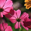 코스모스길14번길 이미지