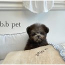 비비펫 동물병원 이미지