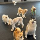 행복만줄개 | 신림역 애견카페 강아지 없이 방문 가능한 혼자 두면 장판 뜯어서 차린 개카페 후기