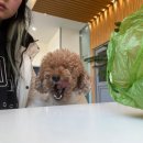 오라켄넬 이미지