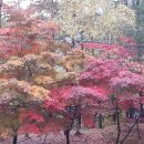 힐링(만인산) 이미지