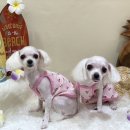 아미고 펫살롱 이미지