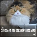 고롱고롱 이미지