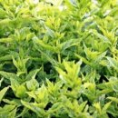 오색허브농원 이미지