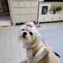 꼴레트멍멍 강아지 고양이 겨울 핸드메이드 코트 더제이제이펫 구매 후기