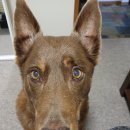 노엘동물병원 | 2026년 3월 1