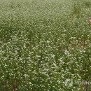 본춘천막국수
