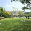 펫뛰뛰 | 경주애견동반카페 뛰뛰할수있어서 더 좋은 카페스니프