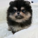 하남강아지 이미지