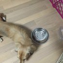 멍이와 냥이의 부엌 이미지