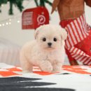 미유펫 강아지고양이 수원점 | 김해강아지분양 미유펫 분양후기