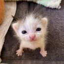 콩불충장점 | 콩불전대점/광주빈티지샵밀즈/술집동성현제/월간맥주...28년후/지산동퍼분/목구멍충장점/도리깨마당