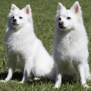 채플린동물병원 이미지